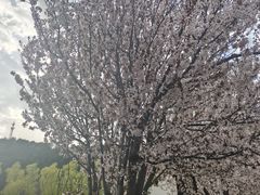 -王顺山国家森林公园
