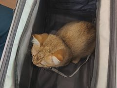 -半岛宠物医院24小时(科华中路店)