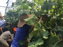 -马陆小张葡萄园农家乐