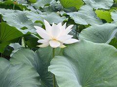 -莲池书院博物馆