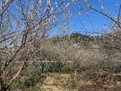 -广州市流溪河国家森林公园