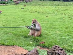 -海南热带野生动植物园