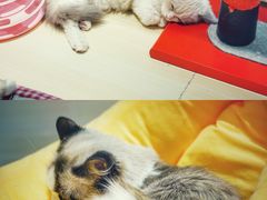 -momokira米努特·德文卷毛猫·棉花面纱犬