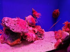 -上海海洋水族馆