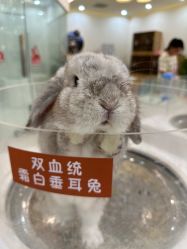 -Moni星球萌宠·小马宝莉·灵蛇·高端高阶全萌宠互动体验俱乐部(红豆国际广场店)
