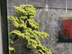 -毛辣果·贵州红酸汤牛肉火锅(西单店)
