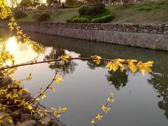 -羊山湖公园