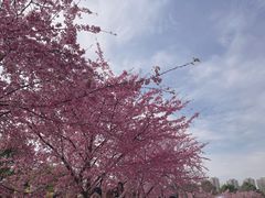 -顾村公园
