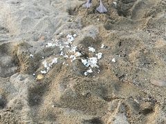 -小巴塞罗那海滩