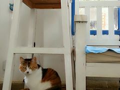 -Anne猫窝咖啡屋