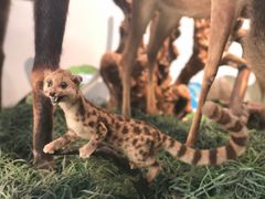 -郑州自然博物馆(惠济区)