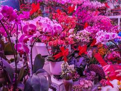 -花鸟鱼虫鲜花绿植市场(玉泉路店)