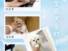 -萌宠之家·腊肠犬·马尔泰·小体犬舍