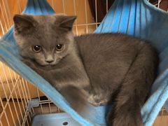 -东方名猫馆·英短金渐层布偶猫舍(环线广场1号楼店)