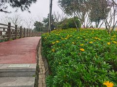 -铁山坪森林公园