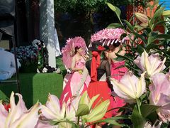 -荷兰花海