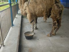 -宿豫区运河湾森林动物园