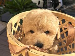 -宠福鑫康馨动物医院·骨科·眼科