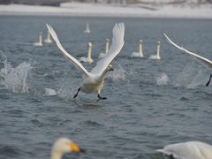 -烟墩角天鹅湖