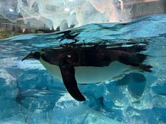 -帝企鹅自助餐厅•儿童岛•真企鹅(长隆企鹅酒店)