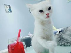 -喵的天空名猫咖啡馆·撸猫·猫舍·用品