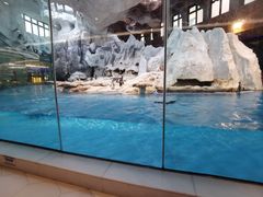 -帝企鹅自助餐厅•儿童岛•真企鹅(长隆企鹅酒店)