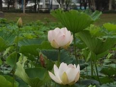 -阳澄湖半岛旅游度假区
