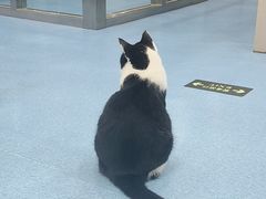 -万博宠物医院·手术·诊疗(未央凤城五路店)