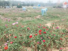 -武汉紫薇都市田园