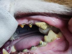 -爱佳宠物中心医院24H·CT·骨外科·猫专科(瑶海万达店)