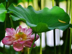-陈家山荷花公园