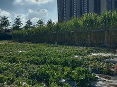 -光明小镇欢乐田园
