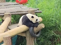 -沈阳森林动物园