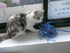 -喵的天空名猫咖啡馆·撸猫·猫舍·用品