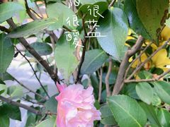 -尽善百年古院餐厅(王家老宅店)