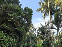 -新加坡植物园