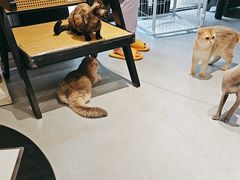 -琪喵猫屋·撸猫猫咖·猫舍