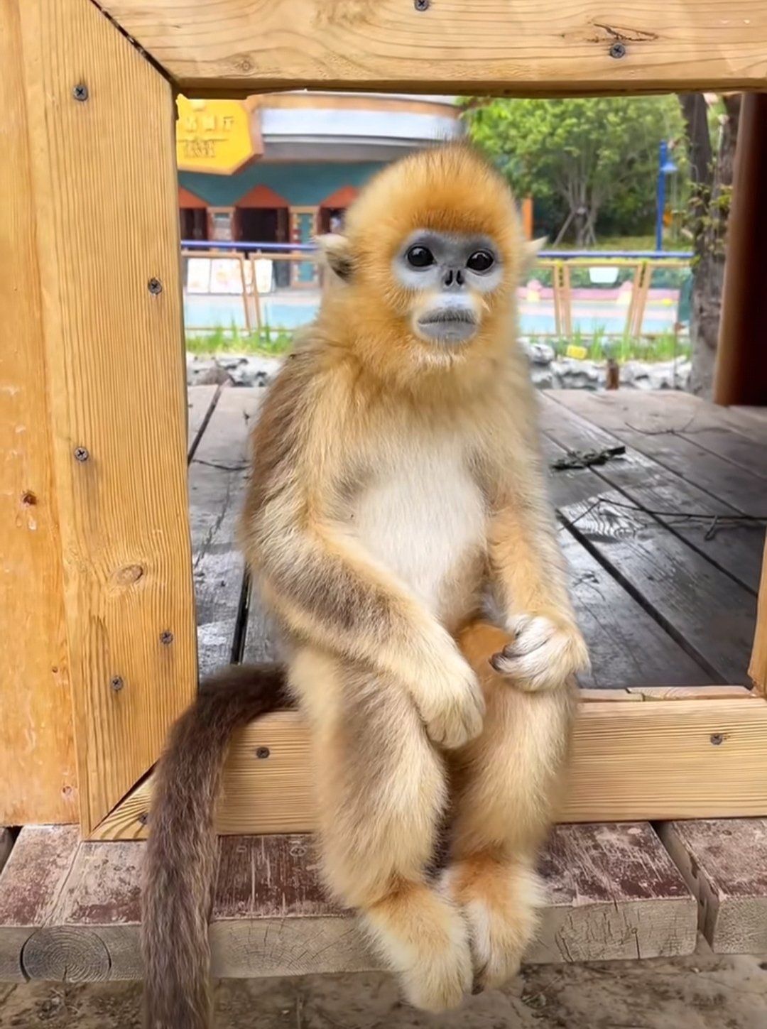 金丝猴真漂亮!像西游记里的!