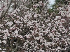 -黄兴公园