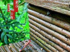 -野象谷景区
