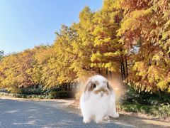 -上海海湾国家森林公园