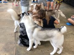 -TrueLove @ Neverland (Husky Cafe)