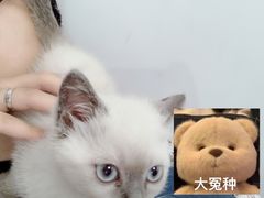 -屋虎猫馆(宝安大仟里店)