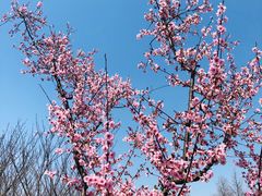 -白塘生态植物园