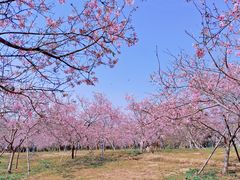 -天适樱花悠乐园
