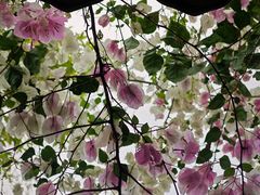 -深圳国际园林花卉博览园