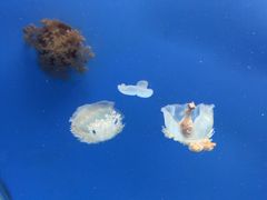 -常州海昌海洋探索馆