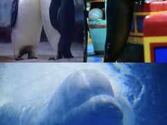 -海合安武汉极地海洋公园