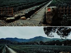 -中国茶叶博物馆(双峰馆区)