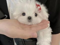 -萌宠之家·腊肠犬·马尔泰·小体犬舍